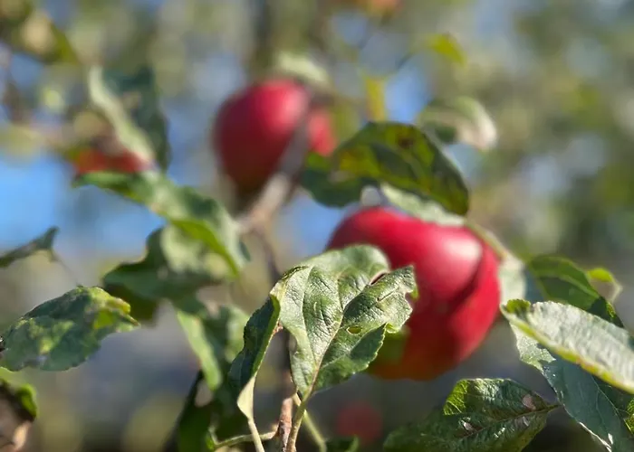 Bed and Breakfast Het Gelders Buitenleven