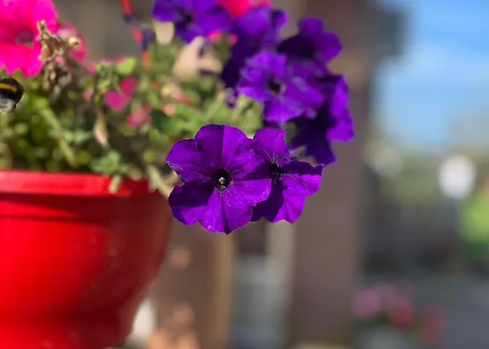 Het Gelders Buitenleven 4* Overasselt