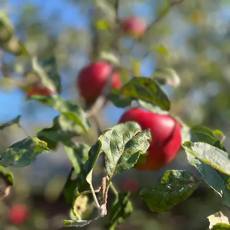 Bed & Breakfast Het Gelders Buitenleven